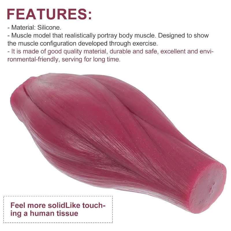1-pound Human Muscle and Fat R - Nutrition Of Fitness recension och pris
